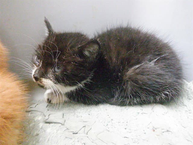 Bandit - Domestic Short Hair