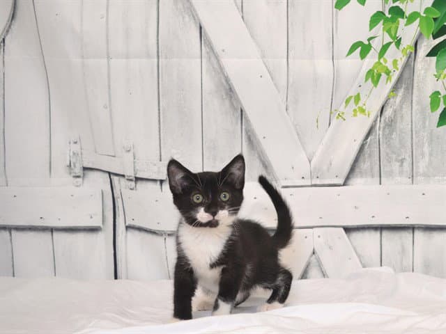 Bandit - Domestic Short Hair