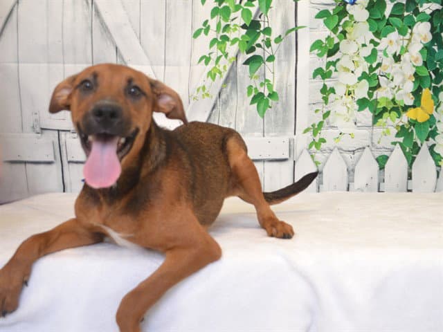 Fancy - Rhodesian Ridgeback