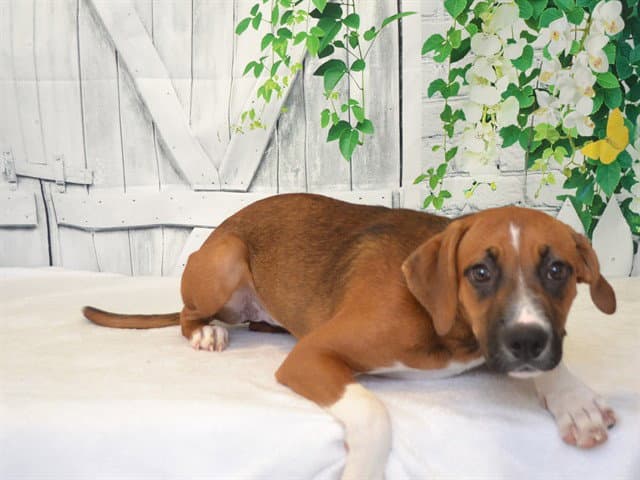Indigo - Rhodesian Ridgeback