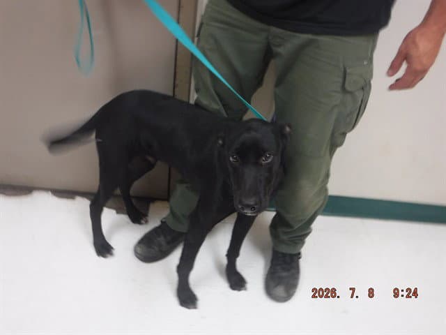 Cowboy - Labrador Retriever