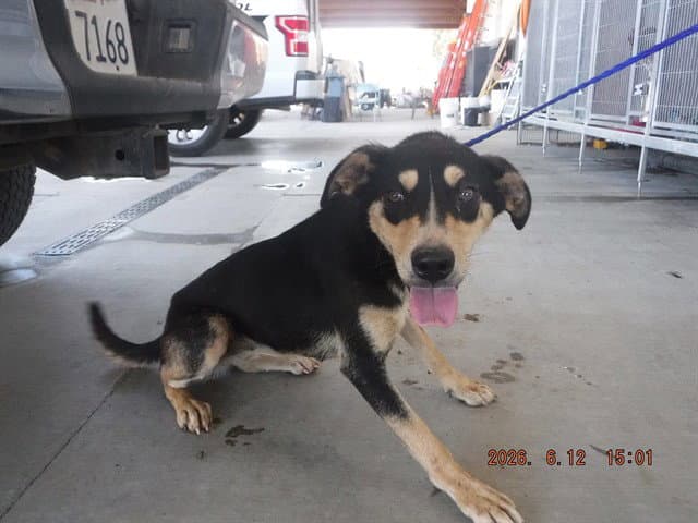 Unknown - German Shepherd Dog