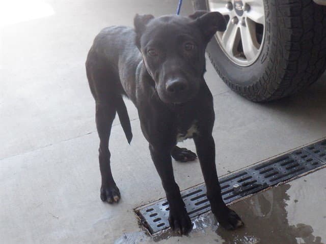 Unknown - Labrador Retriever