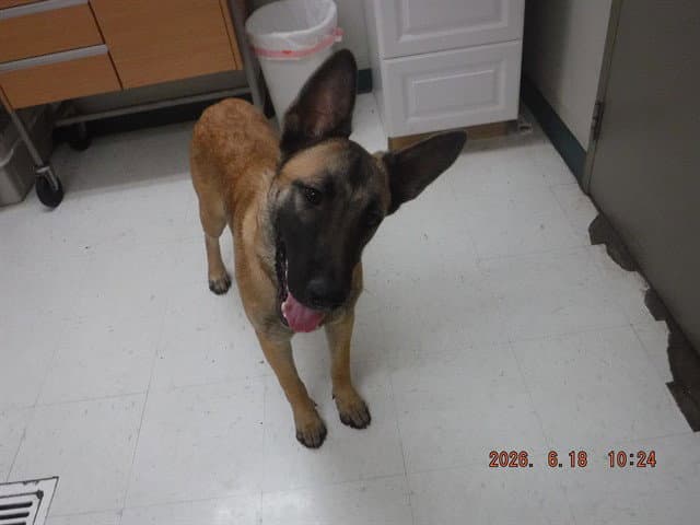Tracker - German Shepherd Dog