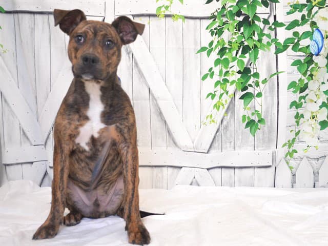 Unknown - Pit Bull Terrier