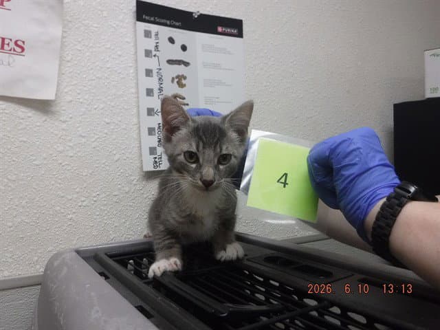 Unknown - Domestic Short Hair