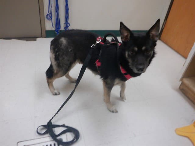 Bella - German Shepherd Dog
