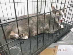 Missy image 1