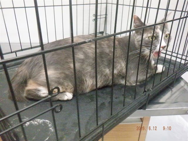 Missy - Domestic Short Hair