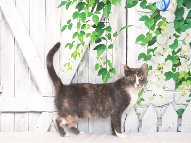 Missy - Domestic Short Hair
