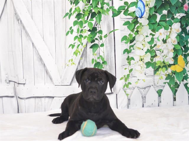 Carlton - Pit Bull Terrier