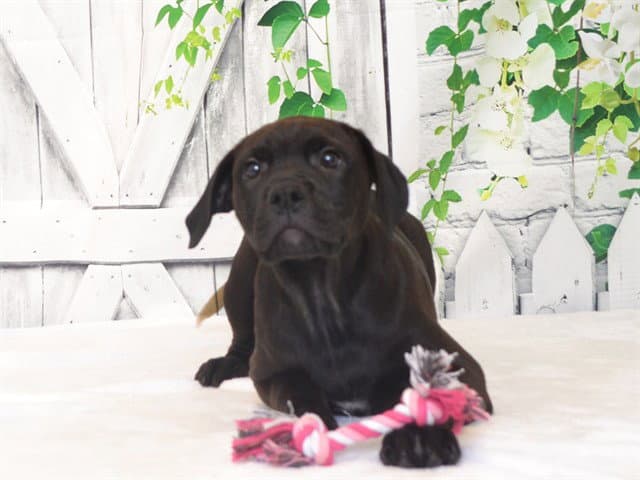 Hilary - Pit Bull Terrier