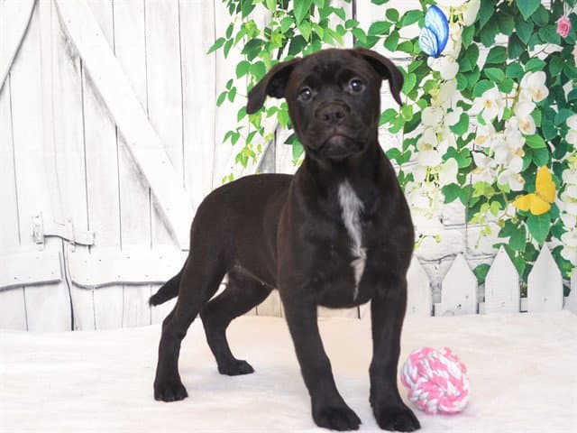 Ashley - Pit Bull Terrier
