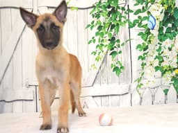 Pup image 1
