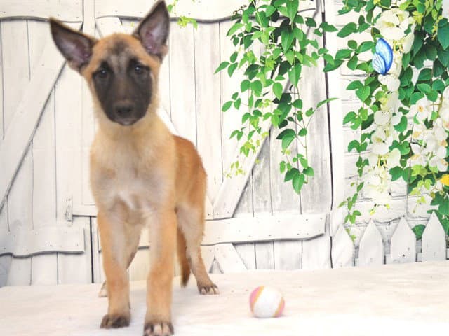 Pup - Belgian Shepherd Malinois