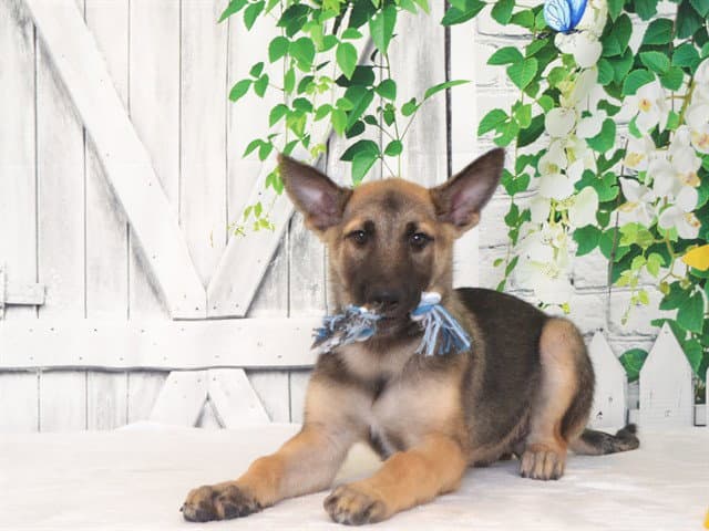 Pup