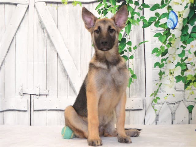 Pup - Belgian Shepherd Malinois