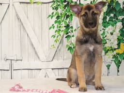 Pup image 1