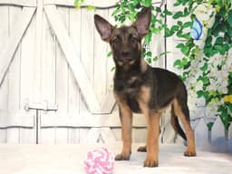 Pup image 1