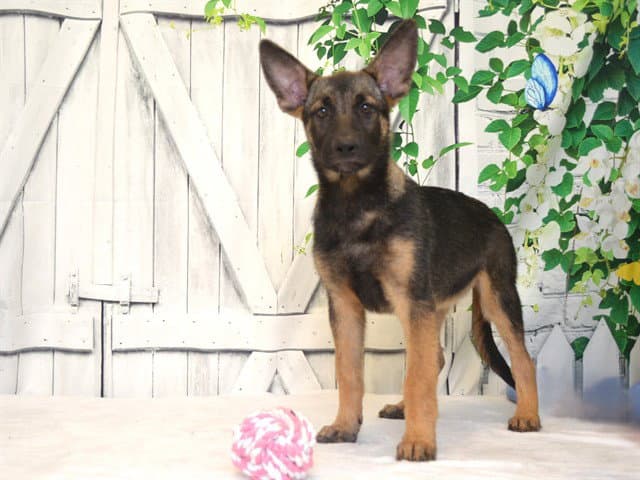 Pup - Belgian Shepherd Malinois