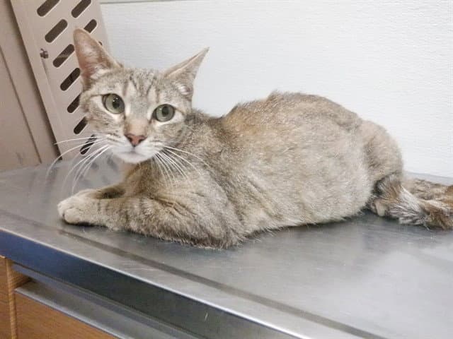 Monroe - Domestic Short Hair