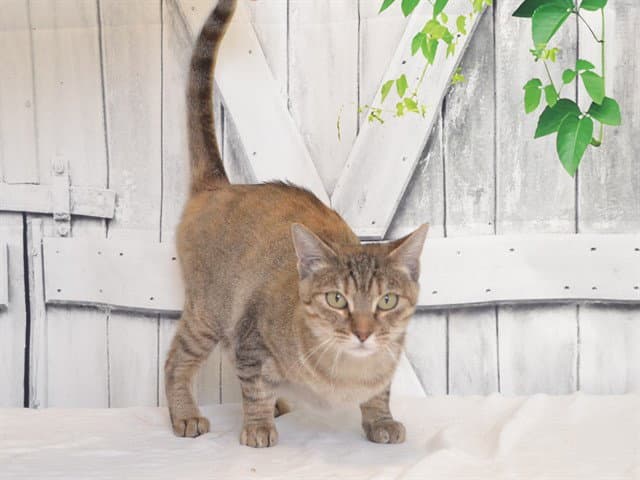 Monroe - Domestic Short Hair