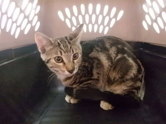 Decan - Domestic Short Hair