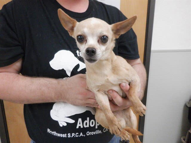 Timmy - Chihuahua