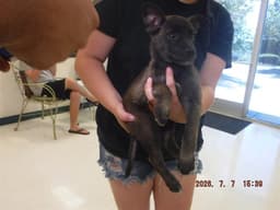 Kimber image 1
