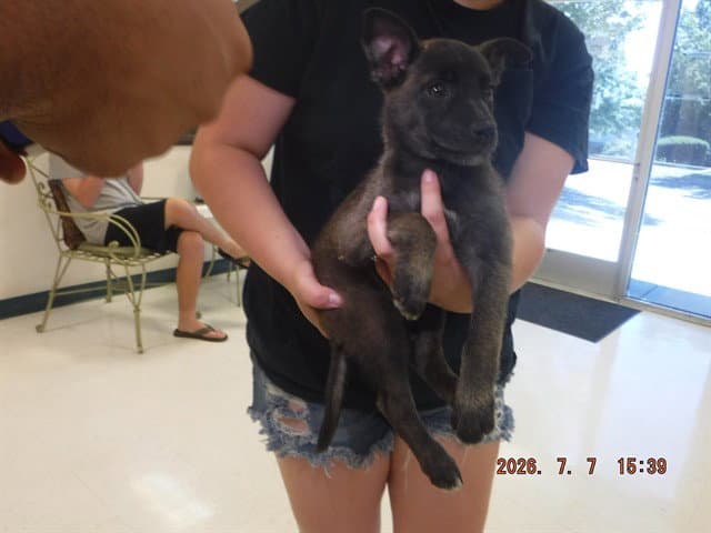 Kimber - Belgian Shepherd Malinois