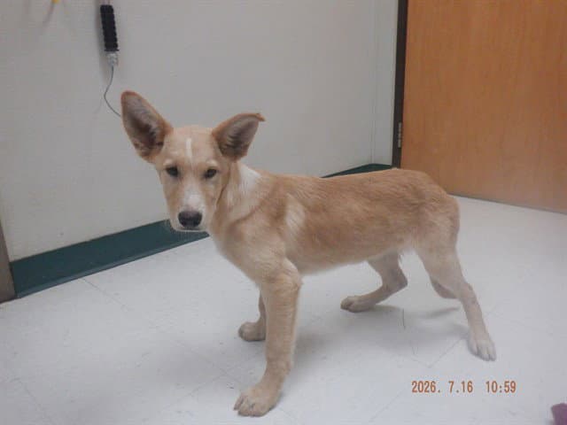 Dudley - Australian Kelpie