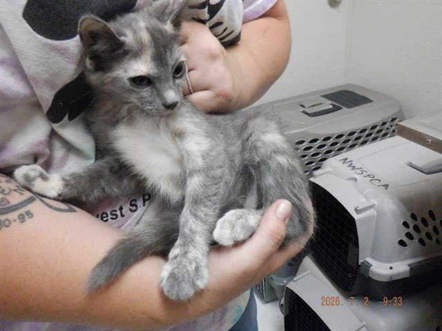 Lenoir - Domestic Short Hair