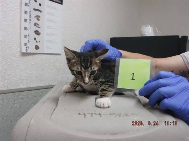 Kitty - Domestic Short Hair