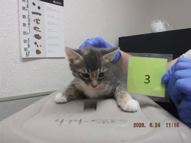 Donna - Domestic Short Hair