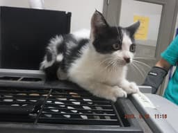 Tallulah image 1