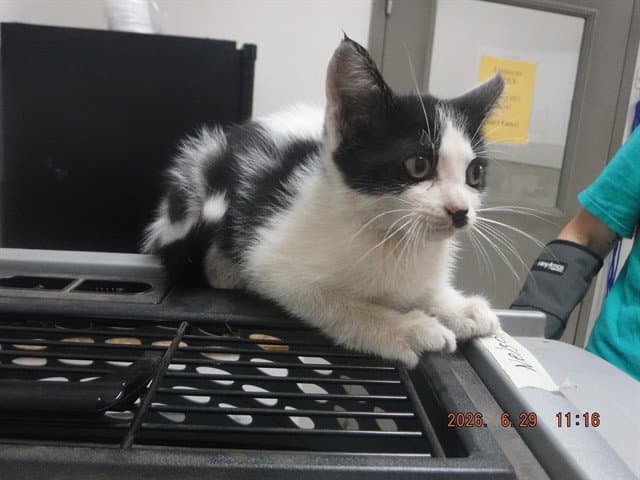 Tallulah - Domestic Short Hair