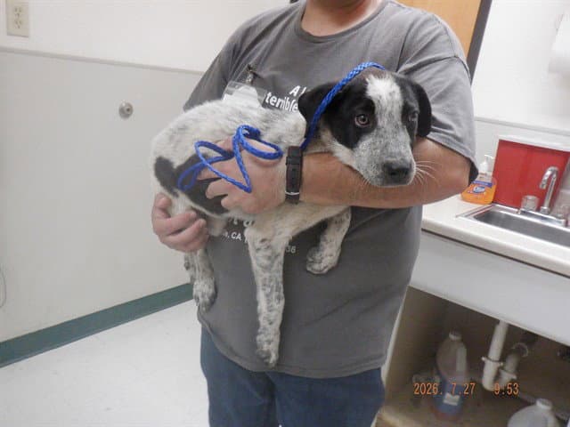Oticia Keys - Australian Cattle Dog/Blue Heeler