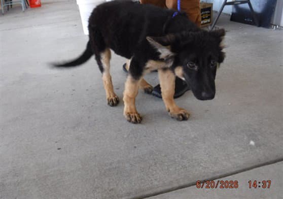 Zara - German Shepherd Dog