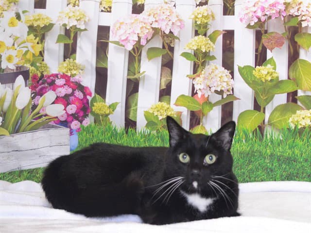 Tux - Domestic Short Hair