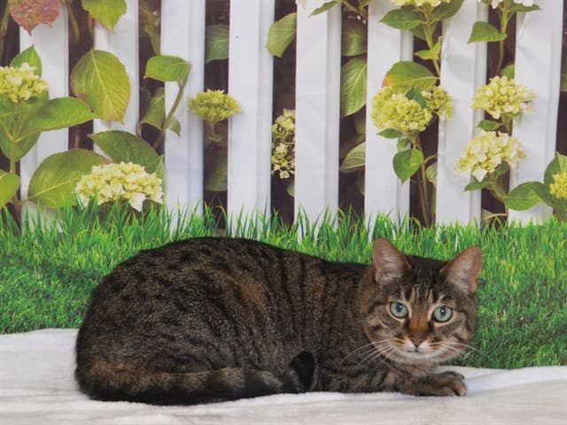 Baby - Domestic Short Hair