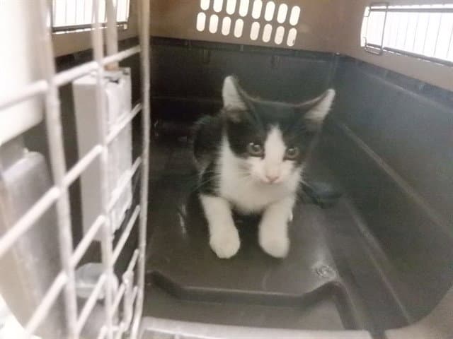 Unknown - Domestic Short Hair