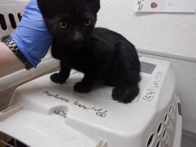 Ron - Domestic Short Hair