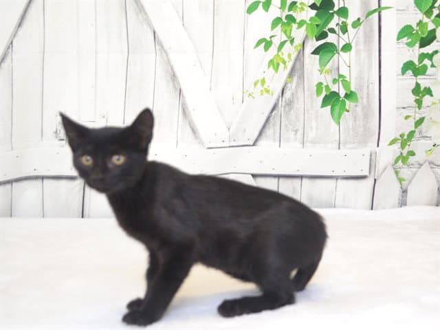 Ron - Domestic Short Hair