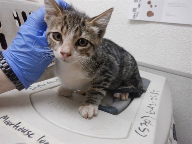 Hermione - Domestic Short Hair