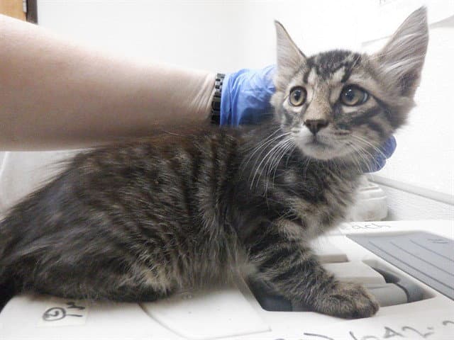 Harry - Domestic Short Hair