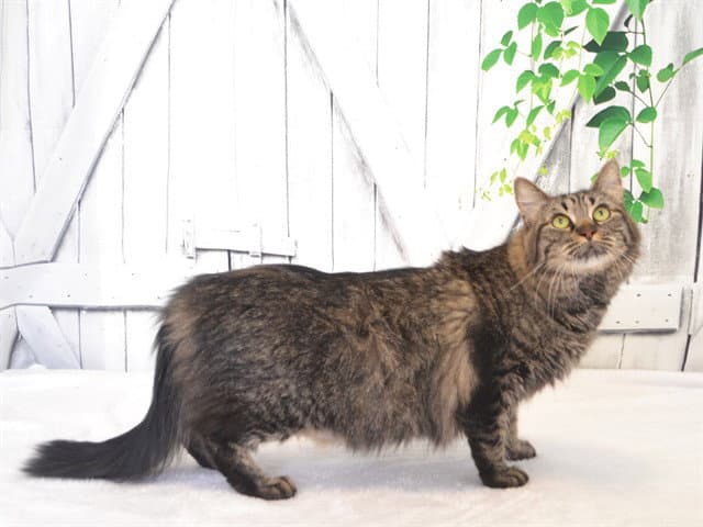 Big Bertha - Domestic Long Hair