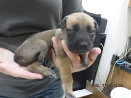 Jade image 1