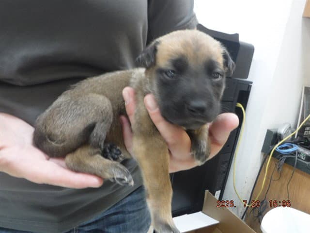 Jade - German Shepherd Dog