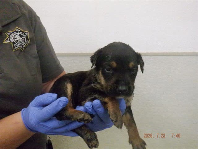 Trixie - German Shepherd Dog