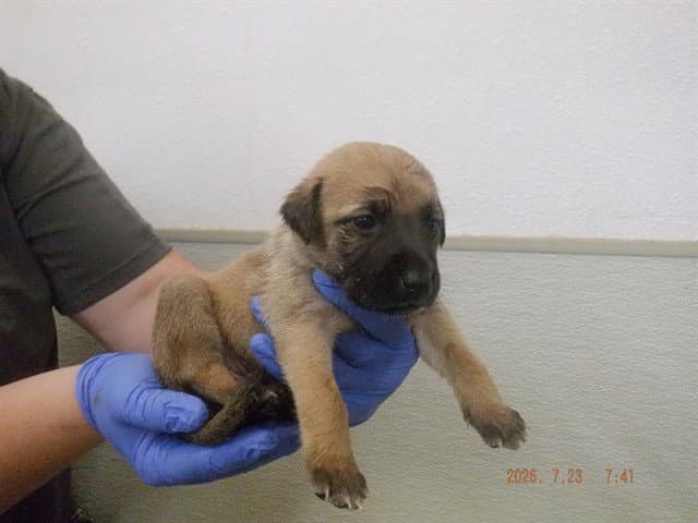 Marlee - German Shepherd Dog